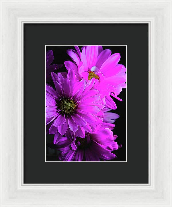 Pink Daisies - Framed Print
