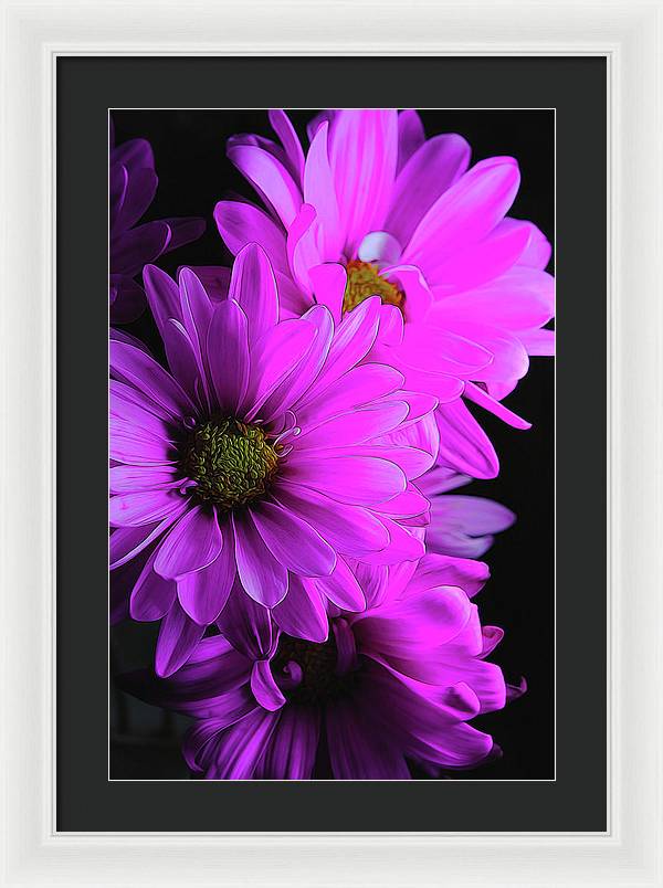 Pink Daisies - Framed Print