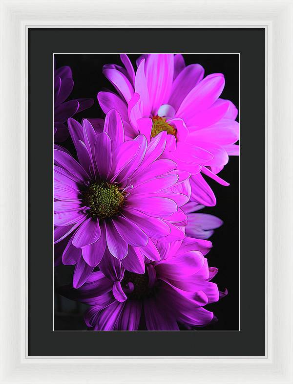 Pink Daisies - Framed Print