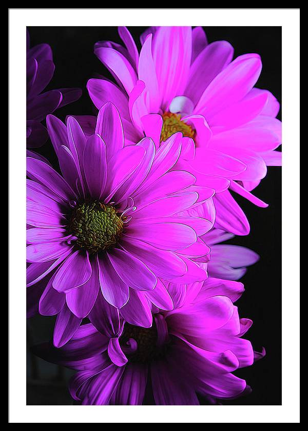 Pink Daisies - Framed Print