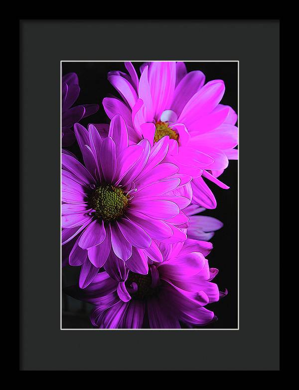 Pink Daisies - Framed Print