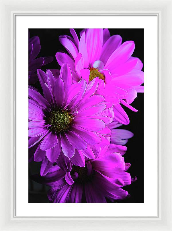 Pink Daisies - Framed Print