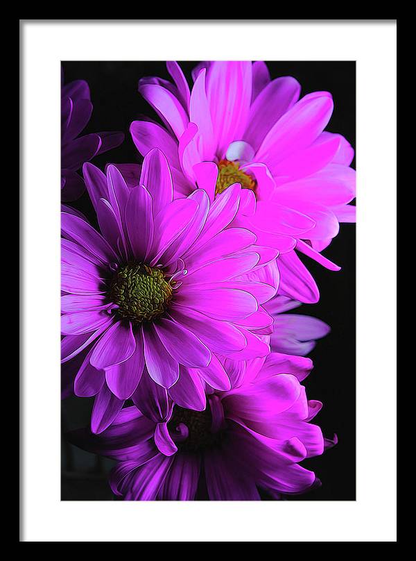 Pink Daisies - Framed Print
