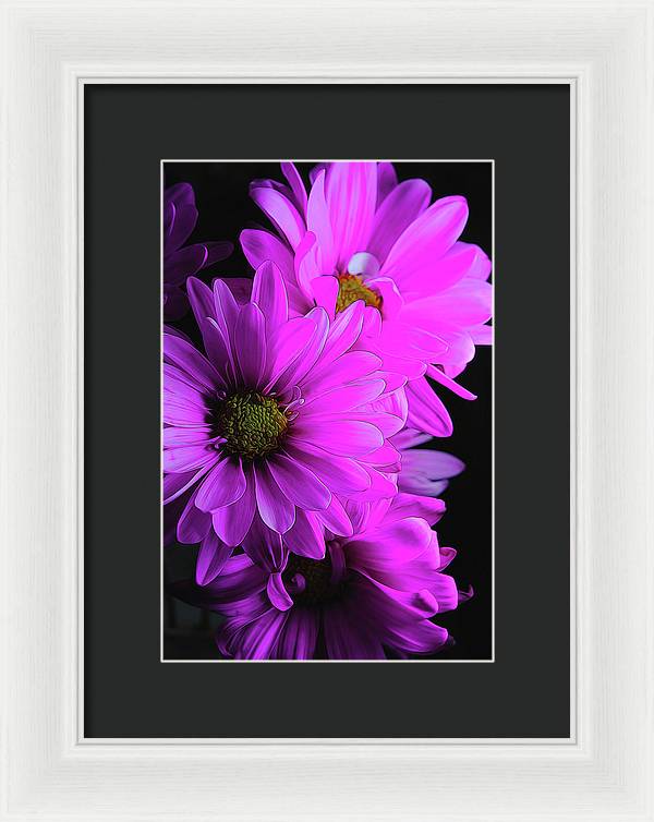 Pink Daisies - Framed Print