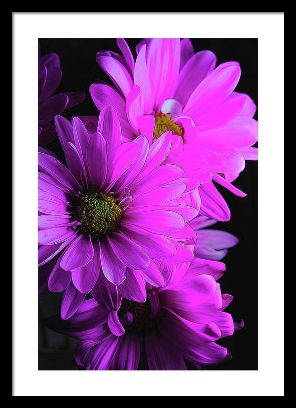 Pink Daisies - Framed Print