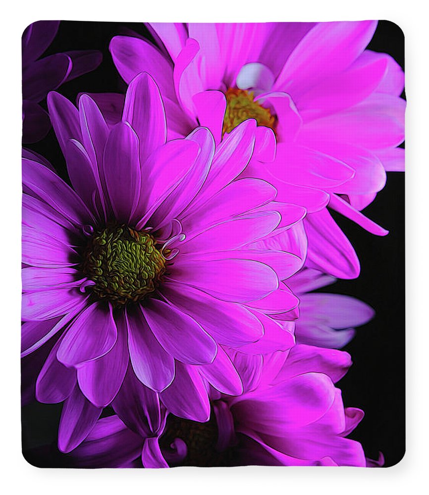 Pink Daisies - Blanket