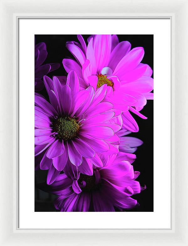 Pink Daisies - Framed Print
