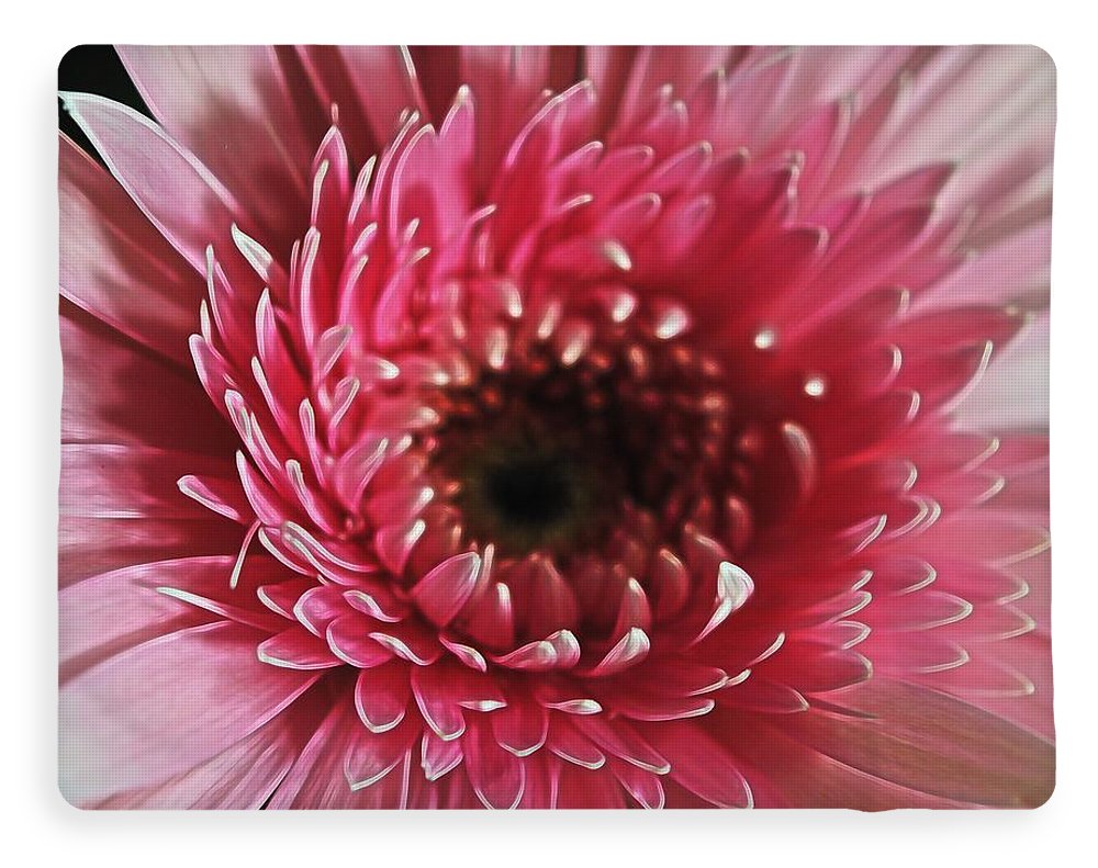 Pink Daisy Close Up - Blanket