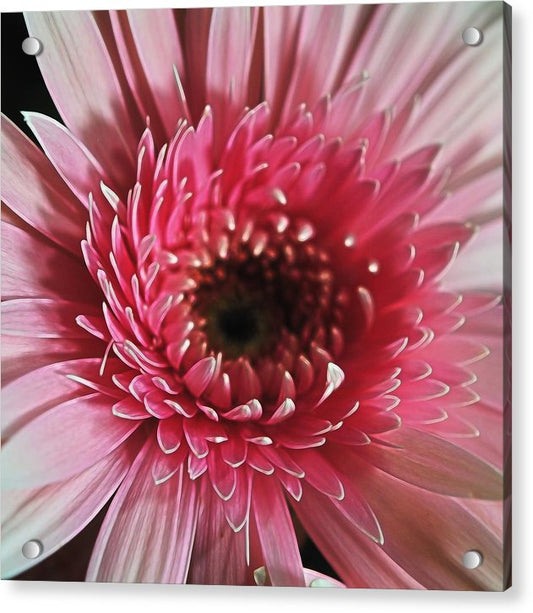Pink Daisy Close Up - Acrylic Print