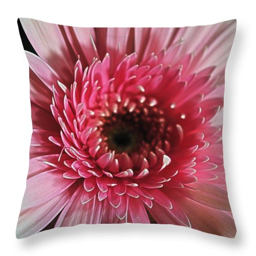 Pink Daisy Close Up - Throw Pillow