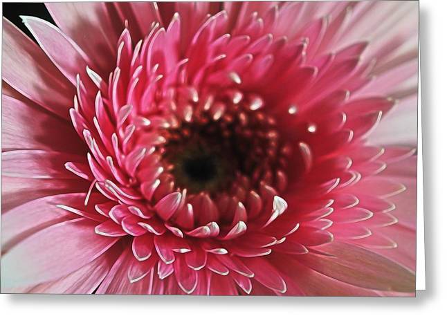 Pink Daisy Close Up - Greeting Card