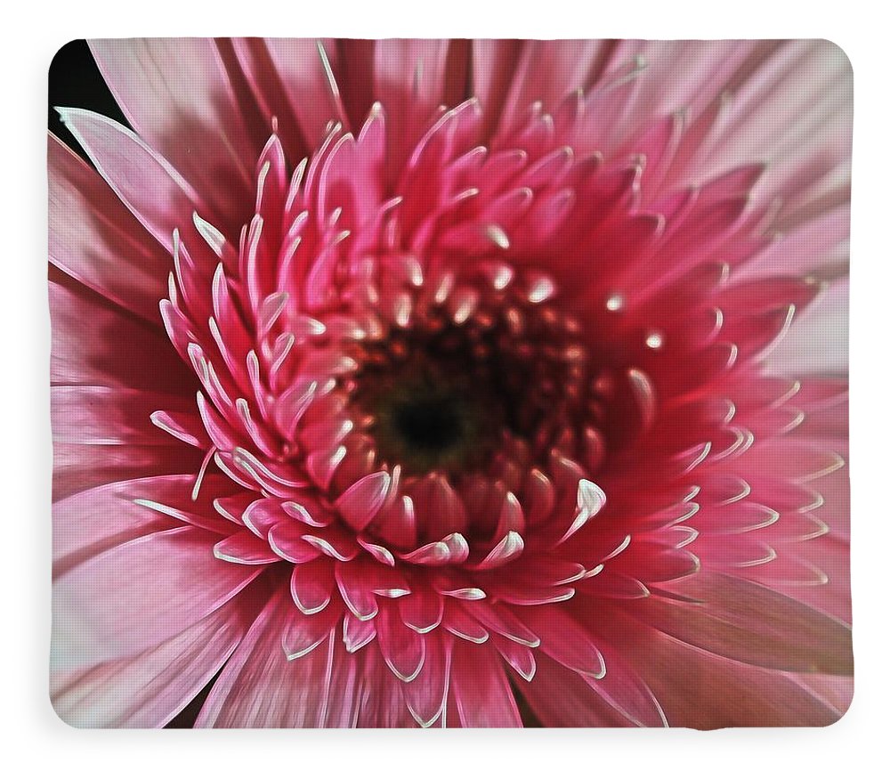 Pink Daisy Close Up - Blanket