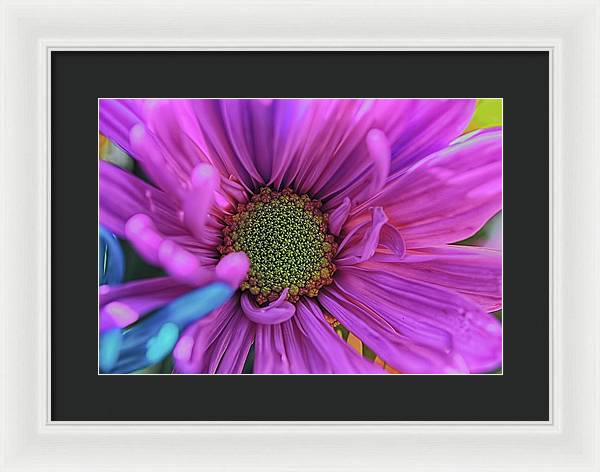 Pink Daisy Flower - Framed Print