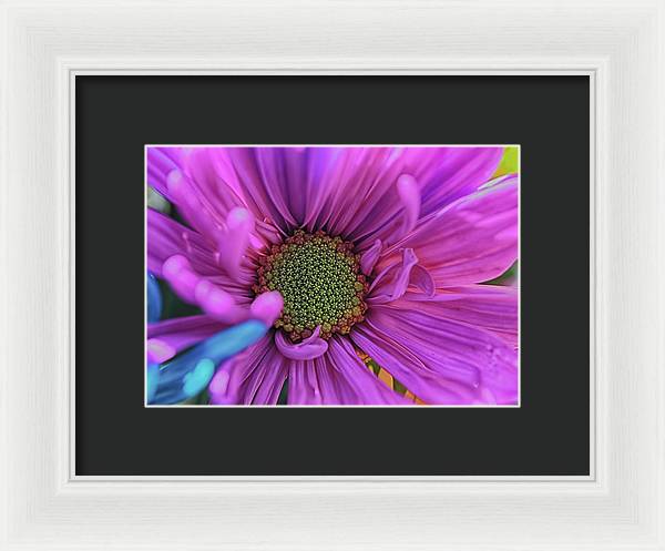 Pink Daisy Flower - Framed Print