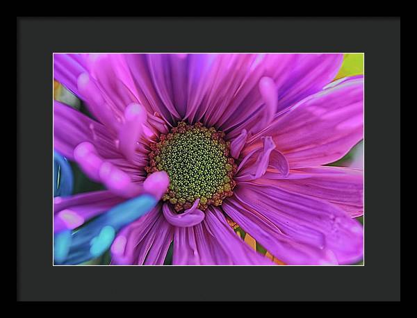 Pink Daisy Flower - Framed Print
