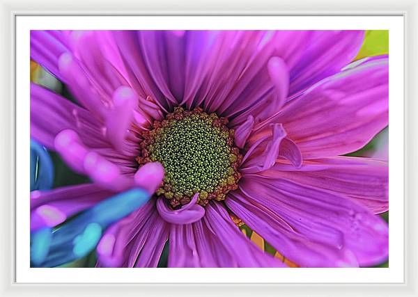 Pink Daisy Flower - Framed Print