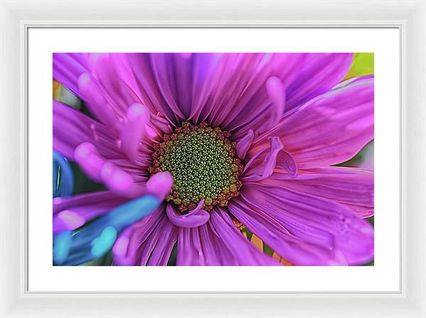 Pink Daisy Flower - Framed Print