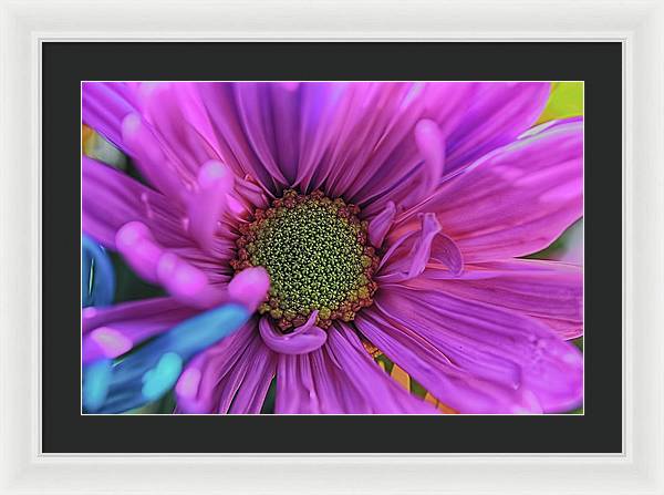 Pink Daisy Flower - Framed Print