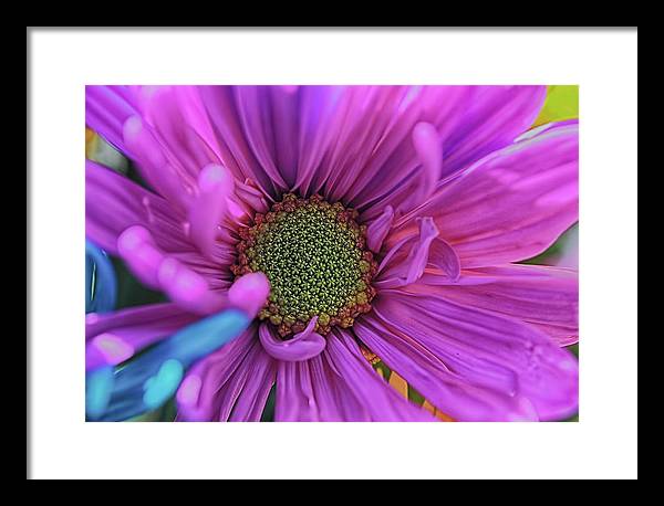 Pink Daisy Flower - Framed Print