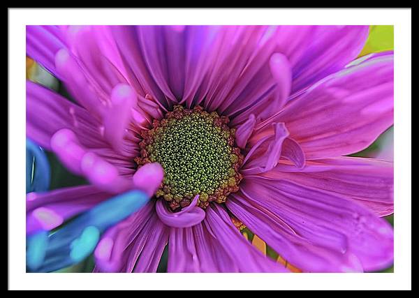 Pink Daisy Flower - Framed Print