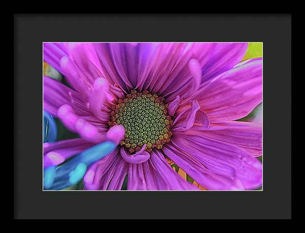 Pink Daisy Flower - Framed Print