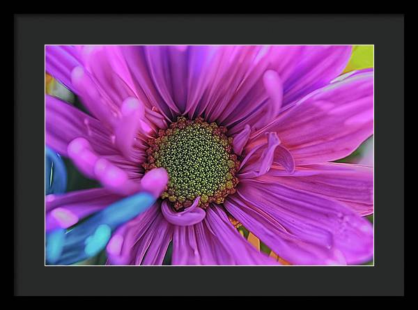 Pink Daisy Flower - Framed Print