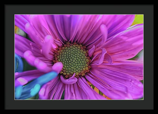 Pink Daisy Flower - Framed Print