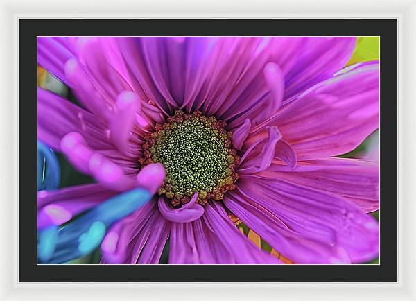 Pink Daisy Flower - Framed Print