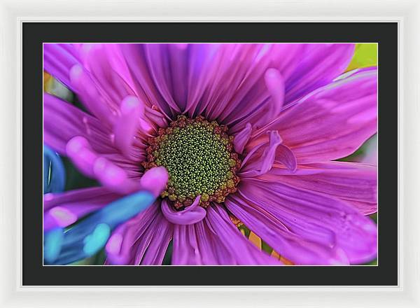 Pink Daisy Flower - Framed Print