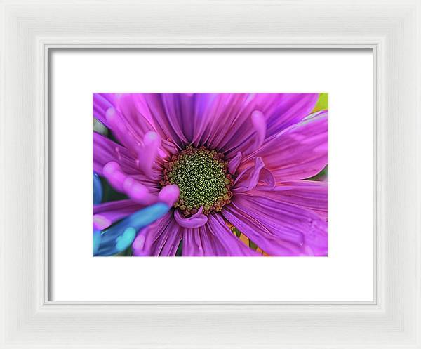 Pink Daisy Flower - Framed Print