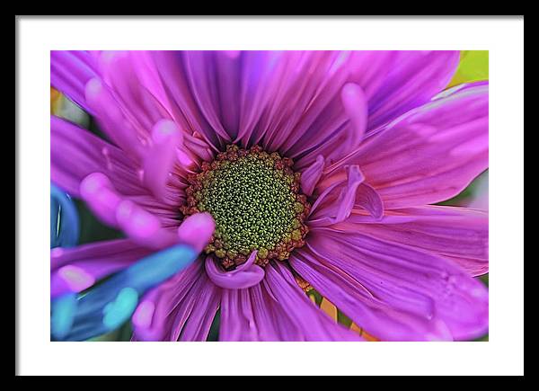 Pink Daisy Flower - Framed Print