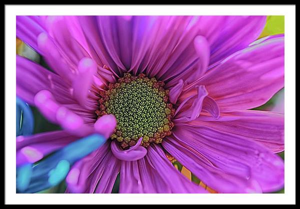 Pink Daisy Flower - Framed Print