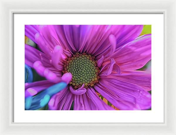Pink Daisy Flower - Framed Print