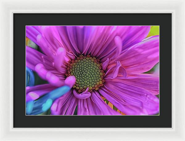 Pink Daisy Flower - Framed Print