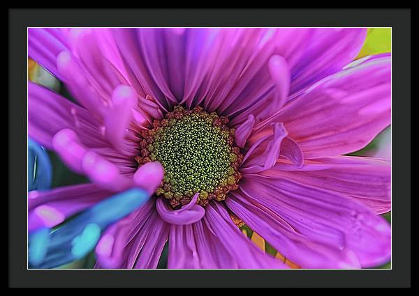 Pink Daisy Flower - Framed Print