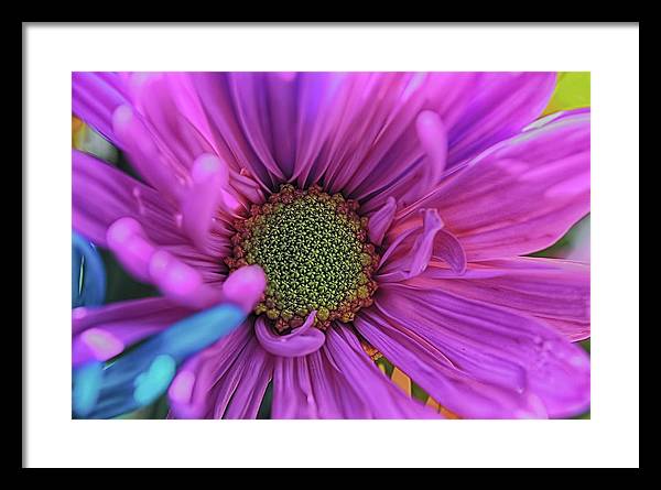 Pink Daisy Flower - Framed Print