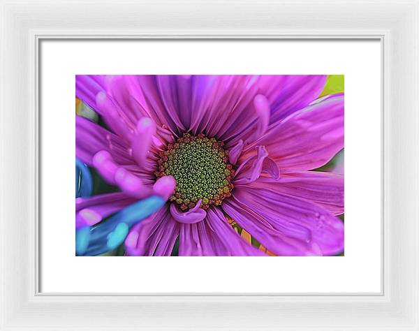 Pink Daisy Flower - Framed Print