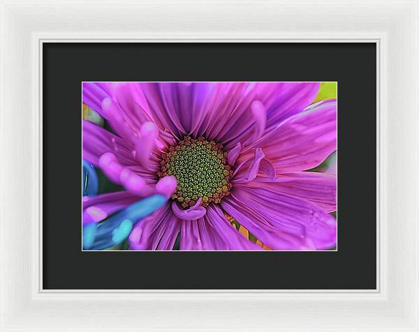 Pink Daisy Flower - Framed Print