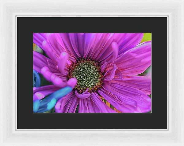 Pink Daisy Flower - Framed Print