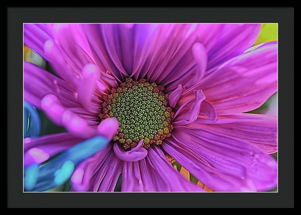 Pink Daisy Flower - Framed Print