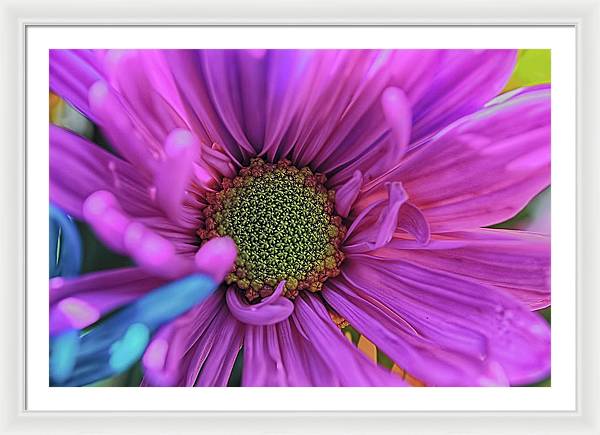 Pink Daisy Flower - Framed Print