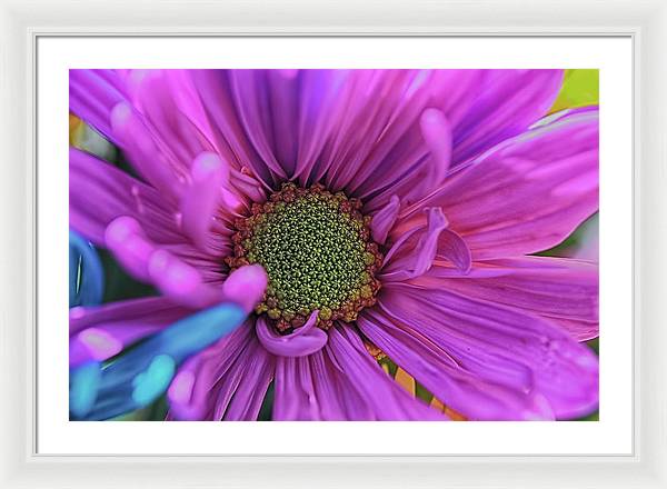 Pink Daisy Flower - Framed Print