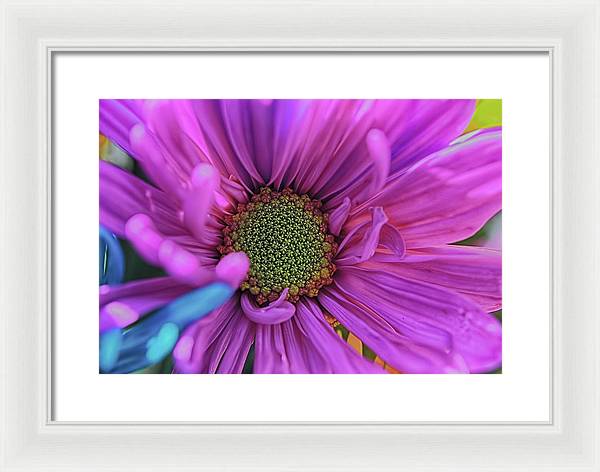 Pink Daisy Flower - Framed Print