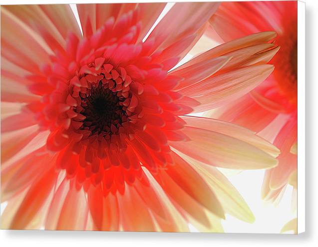 Pink Daisy On Light - Canvas Print