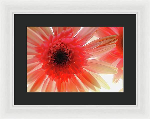 Pink Daisy On Light - Framed Print