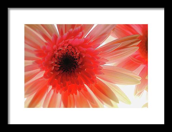 Pink Daisy On Light - Framed Print