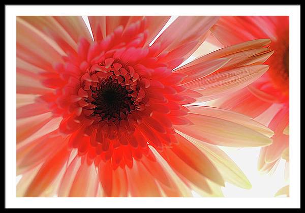 Pink Daisy On Light - Framed Print