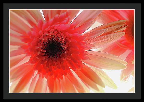 Pink Daisy On Light - Framed Print