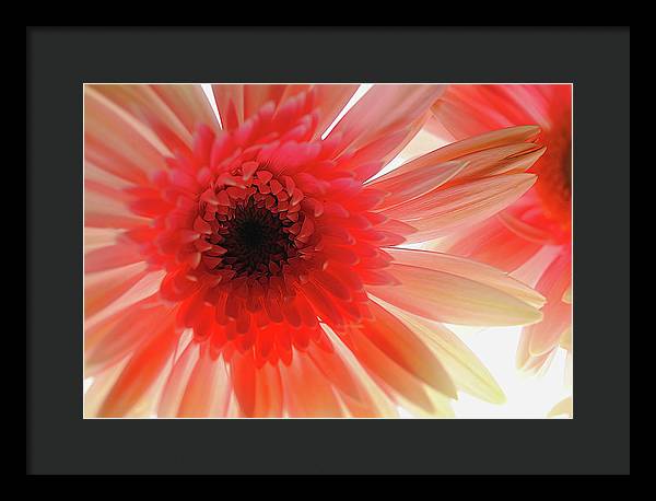 Pink Daisy On Light - Framed Print
