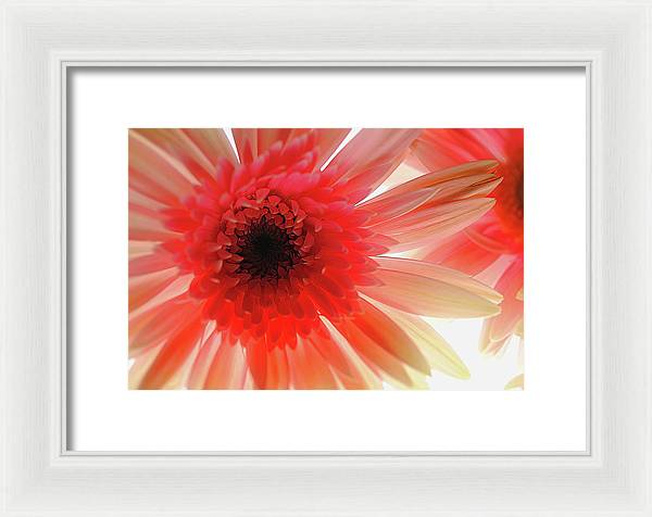 Pink Daisy On Light - Framed Print